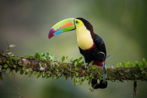 tukan žlutoprsý (Ramphastos sulfuratus)...