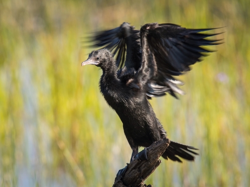 kormorán menší (Phalacrocorax niger)...