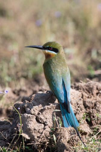 vlha modroocasá (Merops philippinus...