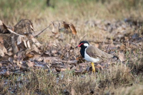 čejka černoprsá (Vanellus indicus)...