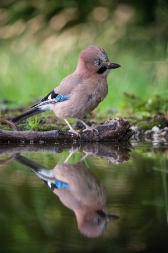 sojka obecná (Garrulus glandarius) Eurasian...