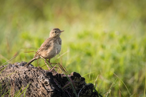 linduška rýžová (Anthus rufulus)...