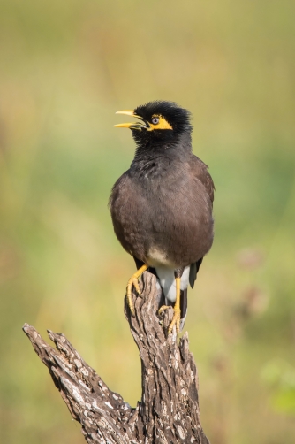 majna obecná (Acridotheres tristis) Common...
