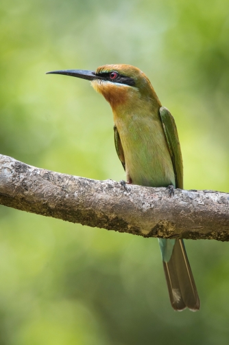 vlha modroocasá (Merops philippinus...