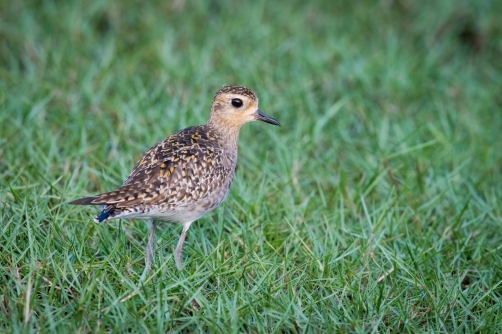 kulík pacifický (pluvialis fulva) Pacific...