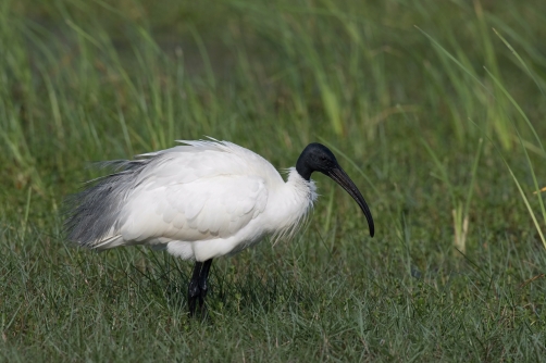 ibis černohlavý (Threskiornis...