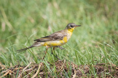 konipas luční (Motacilla flava) Western...