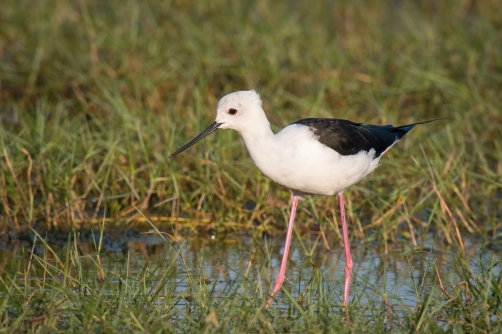 pisila čáponohá (himantopus himantopus)...