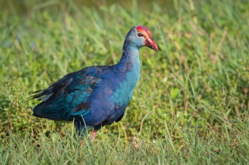 slípka modrá (Porphyrio porphyrio) Western...