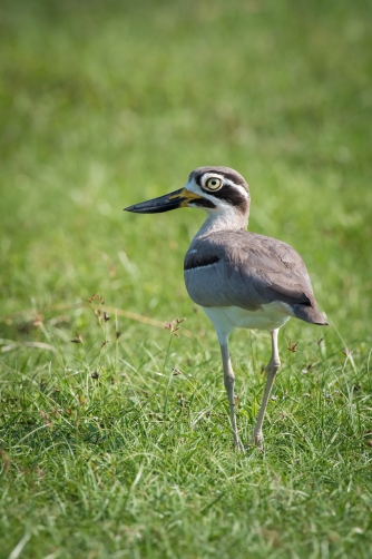 dytík křivozobý (Esacus recurvirostris)...