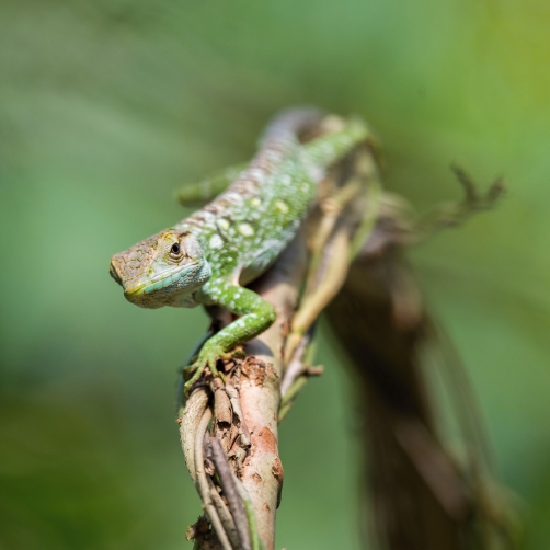 The Lizard (Trinidad and Tobago)