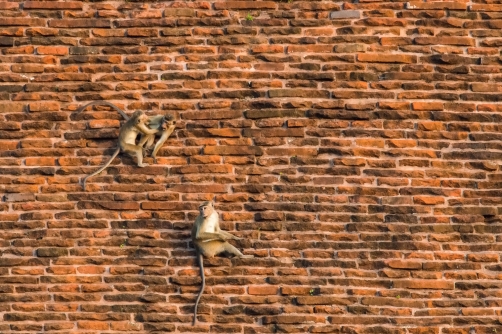 makak bandar (Macaca sinica) Toque macaque