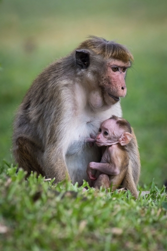 makak bandar (Macaca sinica) Toque macaque