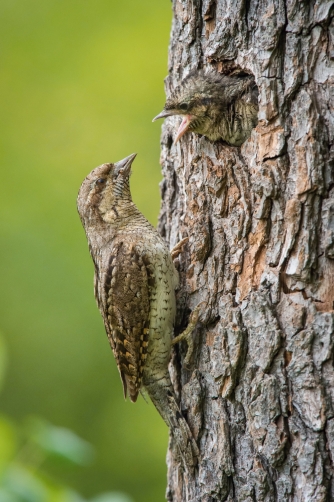 krutihlav obecný (Jynx torquilla) Eurasian...