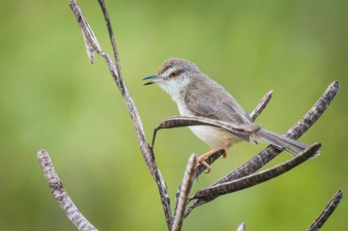 prinie mokřadní (Prinia inornata) Plain...