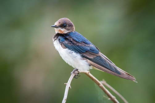 vlaštovka obecná (Hirundo rustica) Barn...