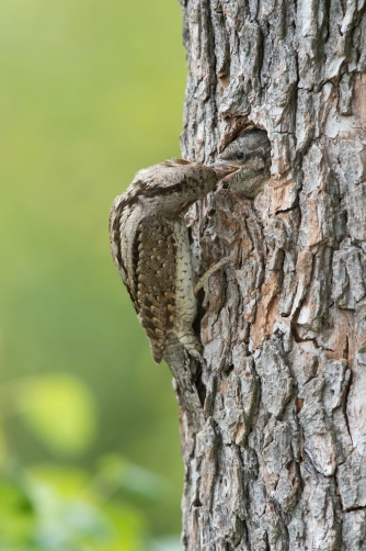 krutihlav obecný (Jynx torquilla) Eurasian...