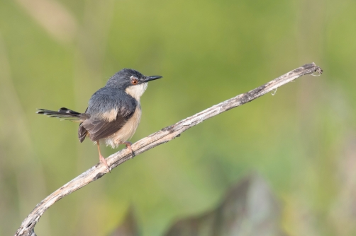 prinie šedoprsá (Prinia hodgsonii)...