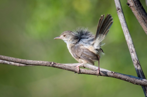 prinie mokřadní (Prinia inornata) Plain...