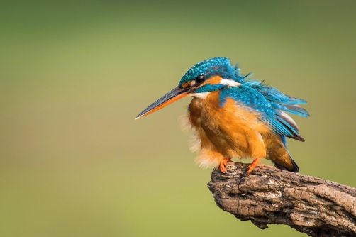 ledňáček říční (Alcedo atthis) Common...