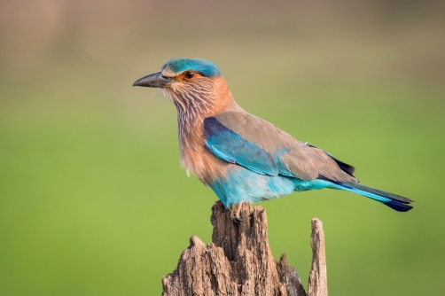 mandelík indický (Coracias benghalensis)...