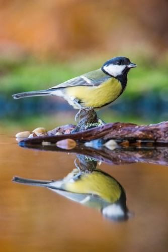 sýkora koňadra (Parus major) Great tit