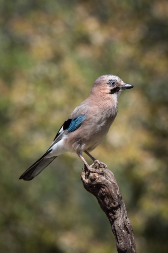 sojka obecná (Garrulus glandarius) Eurasian...