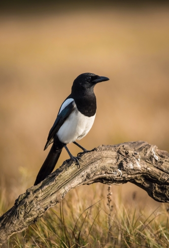 straka obecná (Pica pica) Eurasian magpie