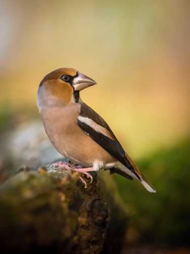 dlask tlustozobý (Coccothraustes...