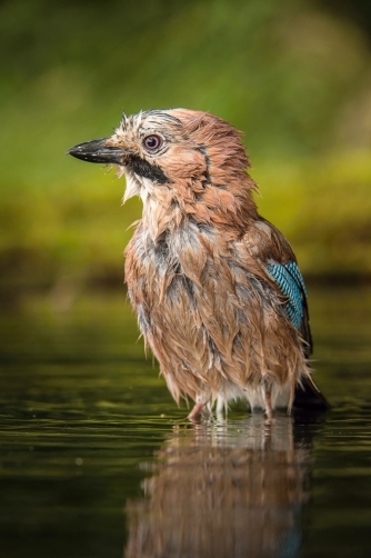 sojka obecná (Garrulus glandarius) Eurasian...