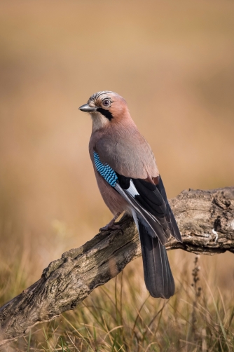 sojka obecná (Garrulus glandarius) Eurasian...