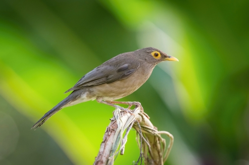 drozd olivovohnědý (Turdus nudigenis)...