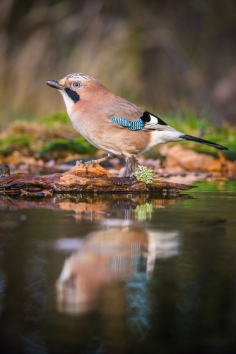 sojka obecná (Garrulus glandarius) Eurasian...