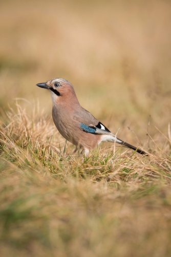 sojka obecná (Garrulus glandarius) Eurasian...