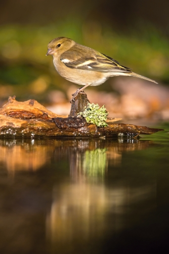 pěnkava obecná (Fringilla coelebs) Common...