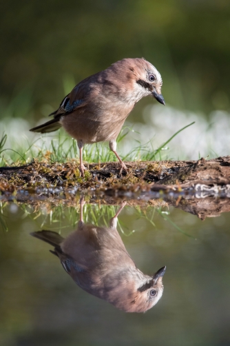 sojka obecná (Garrulus glandarius) Eurasian...