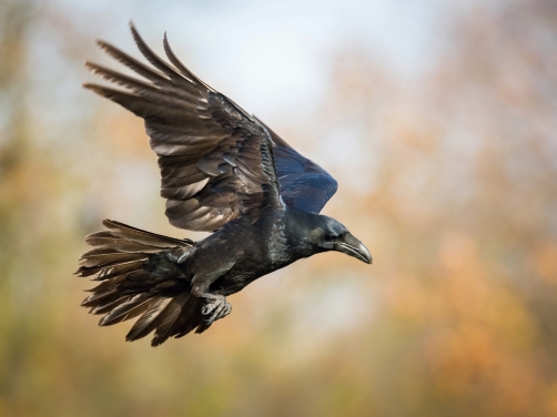 krkavec velký (Corvus corax) Common raven