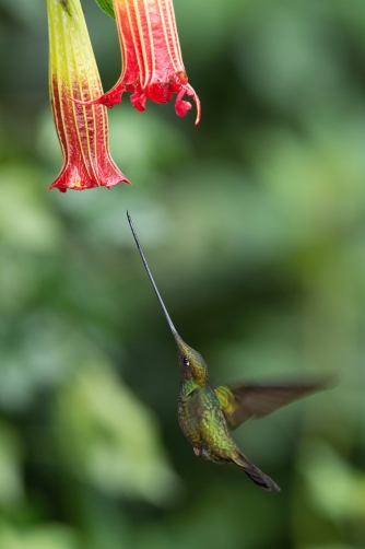 kolibřík mečozobec (Ensifera ensifera)...