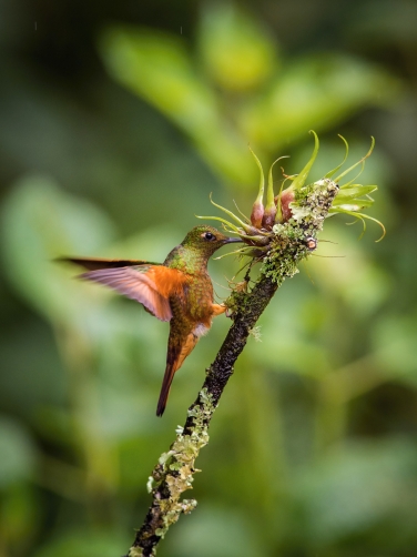kolibřík peruánský (Boissonneaua...