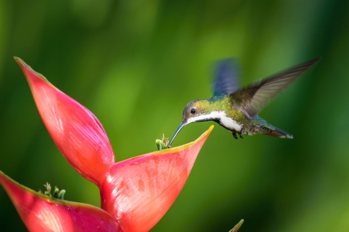 kolibřík tropický (Anthracothorax...