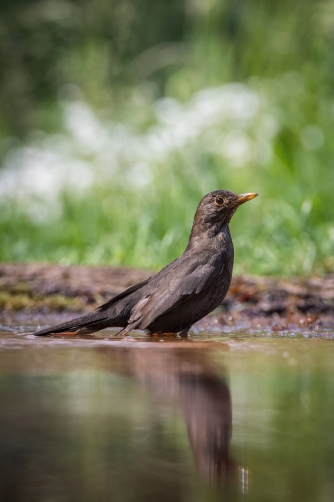 kos černý (Turdus merula) Common blackbird