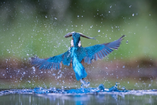 ledňáček říční (Alcedo atthis) Common...