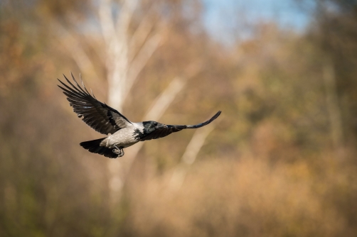 vrána obecná šedá (Corvus corone)...