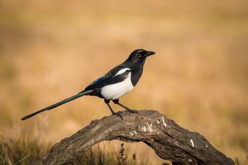 straka obecná (Pica pica) Eurasian magpie