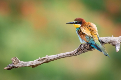 vlha pestrá (Merops apiaster) European...