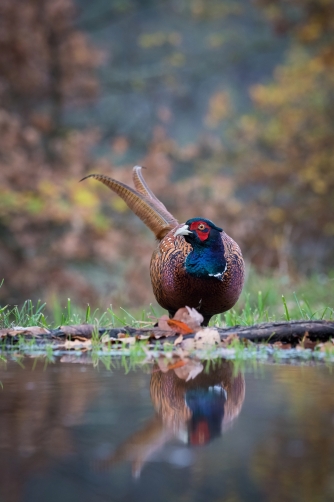 bažant obecný (Phasianus colchicus) Common...