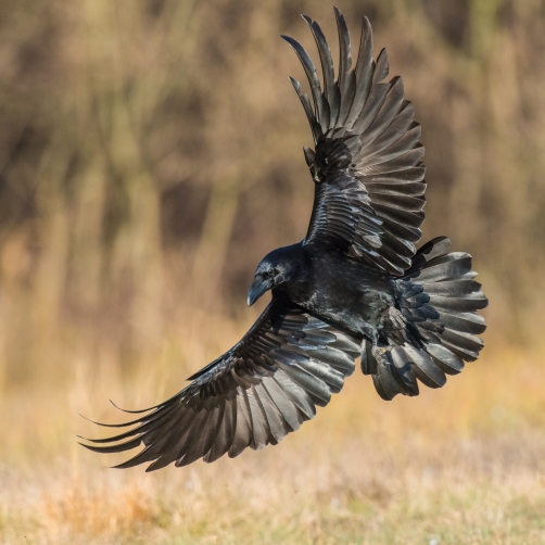 krkavec velký (Corvus corax) Common raven