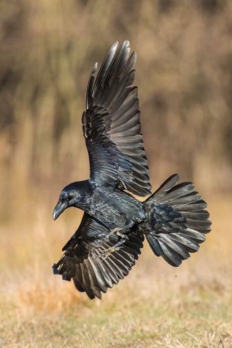 krkavec velký (Corvus corax) Common raven