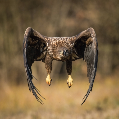 orel mořský (Haliaeetus albicilla)...