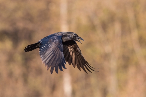 krkavec velký (Corvus corax) Common raven